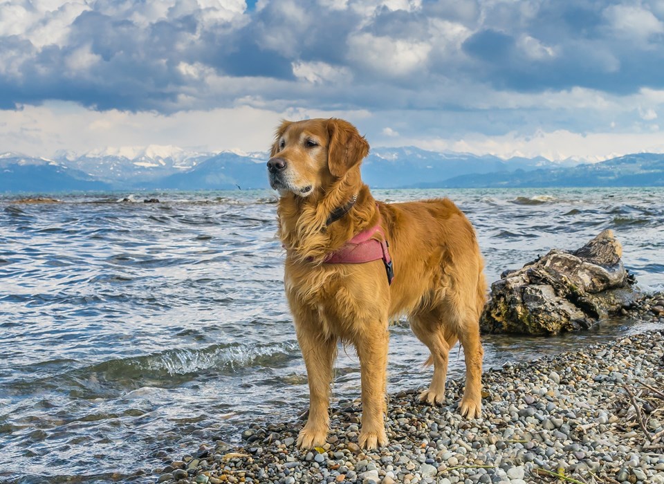 Biohotel mit Hund am Bodensee