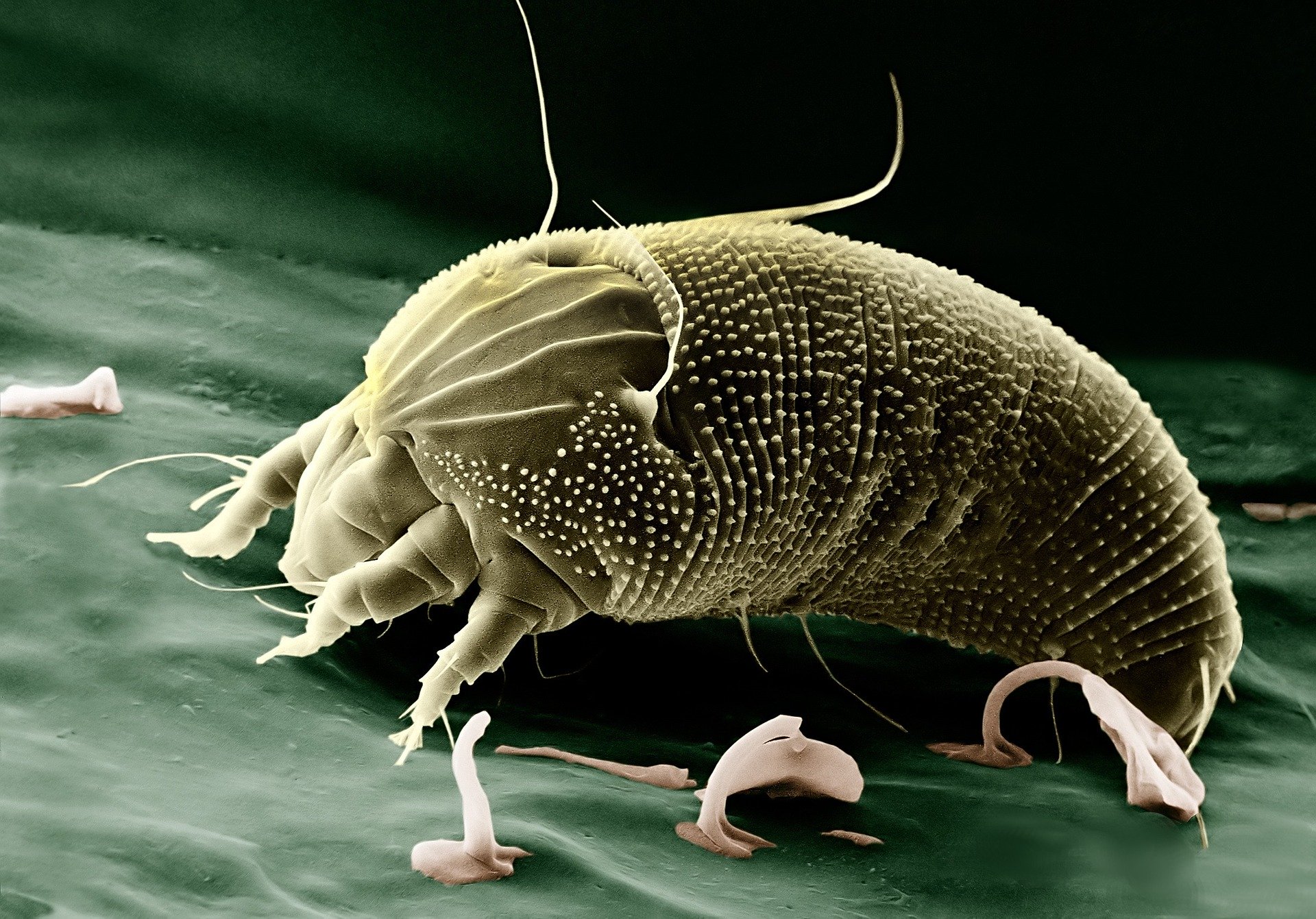Mites in the hotel bed