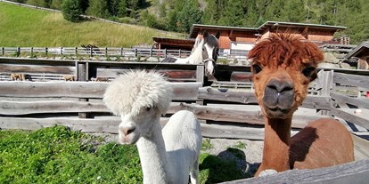 Naturhotel - Nichtraucherhotel - Tiroler Oberland - Unsere Alpakas Ferdi & Fritz - Bio & Reiterhof der Veitenhof