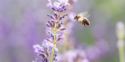 Naturhotel - Bio-Anteil: 100% Bio - Wien - Biene am Lavendeldach - Boutiquehotel Stadthalle