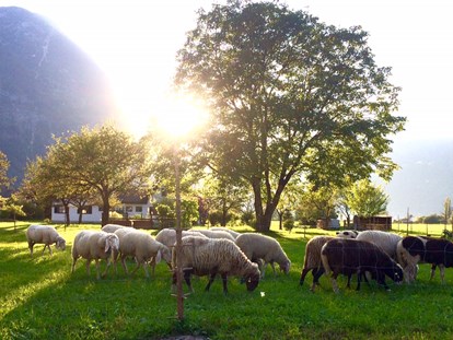 Naturhotel - Österreich - zwei mal im Jahr haben wir entzückende Nachbarn auf der Weide.... - THE GREEN LODGE 