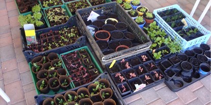 Naturhotel - Müllmanagement: Maßnahmen zur Abfallvermeidung - Osttirol - Gemüse, bereit zur Auspflanzung in den Sonnengarten - Veganer Gasthof zum Ederplan