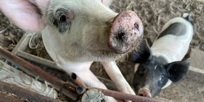 Naturhotel - Bio-Anteil: mind. 80% Bio - Südschweden - Die Schweine sind garantiert immer hungrig! Hoffentlich bringst auch du deine Reste zu uns. - Sonnenhügelhof (Solberga Gård)