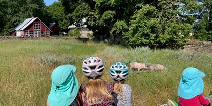 Naturhotel - WLAN: ohne WLAN - Kalmar - Schweine beobachten macht eben auch Spass. - Sonnenhügelhof (Solberga Gård)