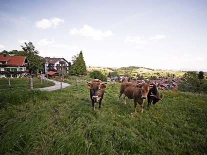Naturhotel - Energieversorgung: CO2-Ausgleichszahlung - Oberbayern - Unsere Murnau-Werdenfelser Bio-Ochsen. - moor&mehr Bio-Kurhotel