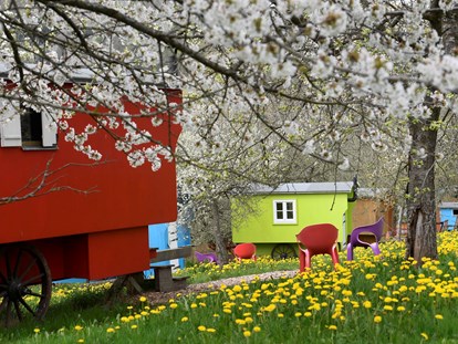 Naturhotel - auch für Familien mit Kindern - Hessen Nord - Kirschblüte im schäferwagen-Hotel - krenzers rhön: Hotel + Apfelweingut + Bio-Landwirtschaft