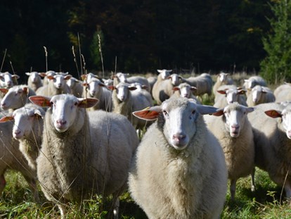 Naturhotel - Dämmmaßnahmen - Zelnava - Unsere Schafe - Biofarm Sonnberg