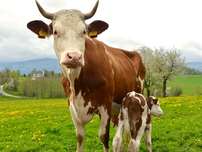 Naturhotel - Ökoheizung: Holzheizung: ja, Scheitholz - Unsere beste Kuh - Biofarm Sonnberg