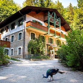 Biohotel: Hotel im Wald Hammerschmiede - Hotel Naturidyll Hammerschmiede 
